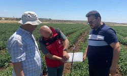 Şanlıurfa'da Tarlalar Feromon Tuzaklarla İzleniyor