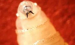 Vida Kurdu NWS Türkiye’de Var Mı, New World Screwworm Nedir? İnsanlara Bulaşır Mı, Hayvanlarda Belirtileri Neler?