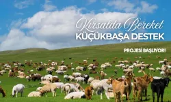 Kırsalda Bereket Küçükbaşa Destek Projesi Sonuçları 2026! Başvuru Sonucu Sorgulama, Asıl Yedek Liste ve 100 Koyun Desteği