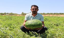 Şanlıurfa'nın Ünlü Yaylak Karpuzunda Hasat Başladı