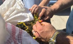 Şanlıurfa'da İlk Hasat Geldi! Boz Fıstığın Fiyatı Dudak Uçuklattı