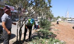 Akçakale Belediyesi İlçe Genelinde Yeşil Alan Çalışması Başlattı