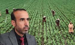Milletvekili Şenyaşar Şanlıurfa’daki Mevsimlik Tarım İşçilerinin Sorunlarını TBMM Gündemine Taşıdı