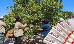 Şanlıurfa’da Fıstık Yevmiyesi Belli Oldu: Çavuş Hakkı Dahil Bin 400 TL