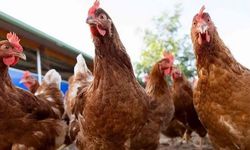 Hangi Tavuk Firmalarına Kayyum Atandı? İşte 13 Şirketin Tam Listesi
