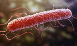 Listeria Bakterisi Çıkan Marka Hangisi? Listeria Bakterisi Nedir, Nasıl Oluşur? Ne Yapar, Nelerde Bulunur?