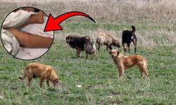 Şanlıurfa’da Sahipsiz Köpek Saldırısında 6 Yaşındaki Çocuk Yaralandı