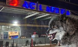Şanlıurfa’da Kurt Saldırısına Uğrayan Yaşlı Adam Yaralandı