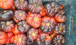 Şanlıurfa'da "Çiko" Domates Tezgahlarda: Kilosu 80 TL