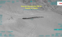 Van'da 800 Küçükbaş Hayvanı Yağmalayan Şüphelilere JİHA Destekli Operasyon