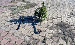 Şanlıurfa'da Pes Dedirten Görüntüler! Belediye İsyan Etti