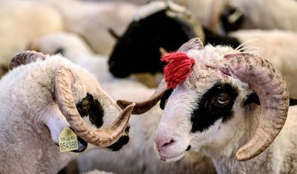 Kurbanlık fiyatları fırladı: Geçen yıla göre büyük zam açıklandı