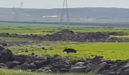 Şanlıurfa’da Çiftçi Şoke Oldu! Aniden Karşısına Çıktı