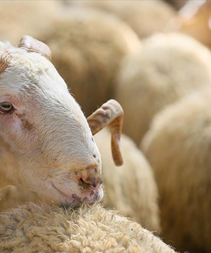 Kurbana Verilen Para Bu Şart Oluşursa Geri Alınıyor: Çoğu Kişi İlk Kez Duyacak