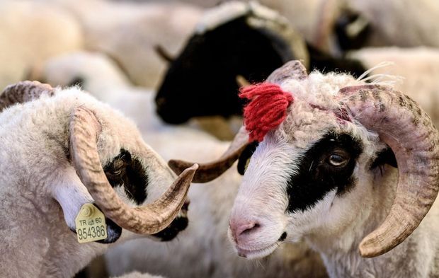 Kurbanlık fiyatları fırladı: Geçen yıla göre büyük zam açıklandı