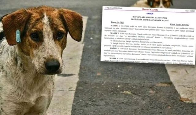 Sokak hayvanları ile ilgili karar Resmi Gazete'de yayımlandı