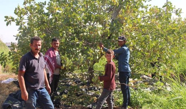 Şanlıurfa'da 2 bin 300 işçi bu tarlalarda çalışıyor 