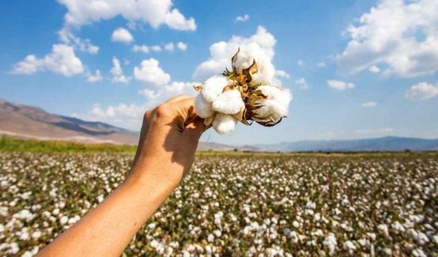 Şanlıurfa’da pamuğun kilogram fiyatı belli oldu!