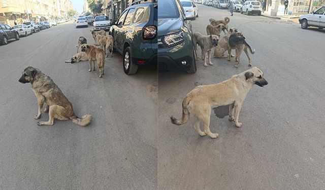 Viranşehir’de sokak köpekleri korku yaratıyor!