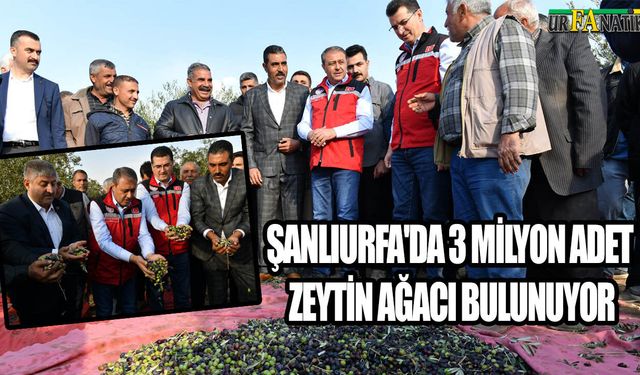 Şanlıurfa’da Zeytin Hasadı Sezonu Açıldı