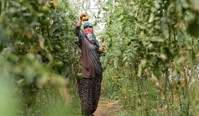 Tarım Ürünleri Üretici Fiyatları Ekim Ayında Yükseldi