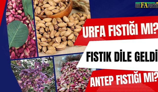 Fıstığa Sordular “Sen Nerelisin?”: Urfa Mı Antep Mi?