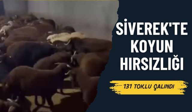 Siverek'te Koyun Hırsızlığı: 131 Toklu Çalındı