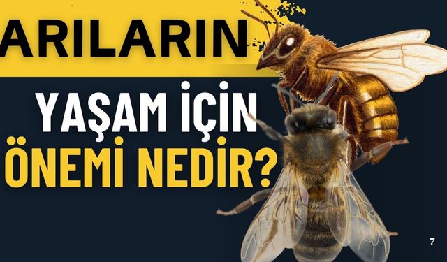 Arıların yaşam için önemi nedir?