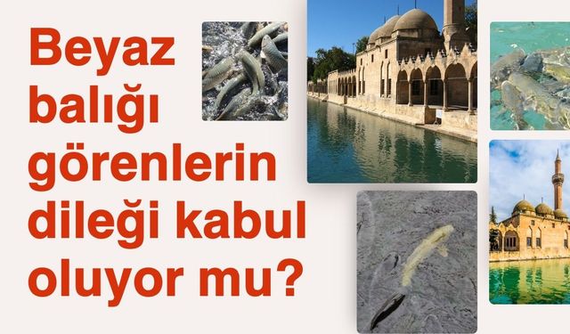 Şanlıurfalıların yıllardır merak ettiği efsane! Beyaz balığı görenlerin dileği kabul oluyor mu?