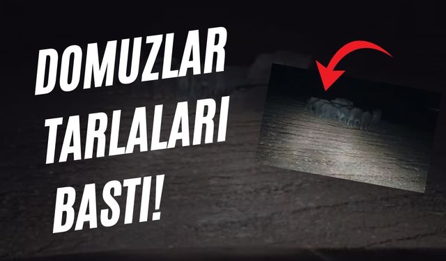 Birecik İlçesini Domuzlar Bastı, Çiftçiler Çaresiz