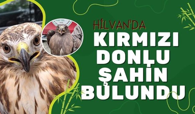 Hilvan'da Kırmızı Donlu Şahin Bulundu