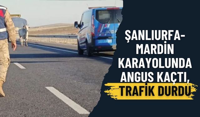 Şanlıurfa-Mardin Karayolunda Angus Trafiği Durdurdu