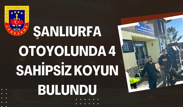 Şanlıurfa’da 4 Koyun Jandarma Tarafından Bulundu