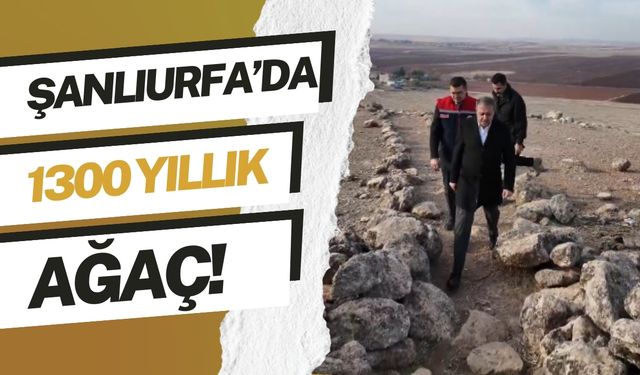 Şanlıurfa’da 1300 Yıllık Ağaç İçin Harekete Geçildi