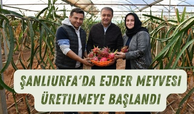 Şanlıurfa'da Ejder Meyvesi Üretilmeye Başlandı