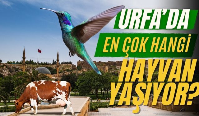 Şanlıurfa'da En Çok Hangi Hayvan Var?