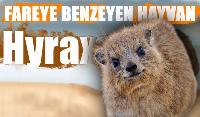 Fareye Benzeyen Hayvan