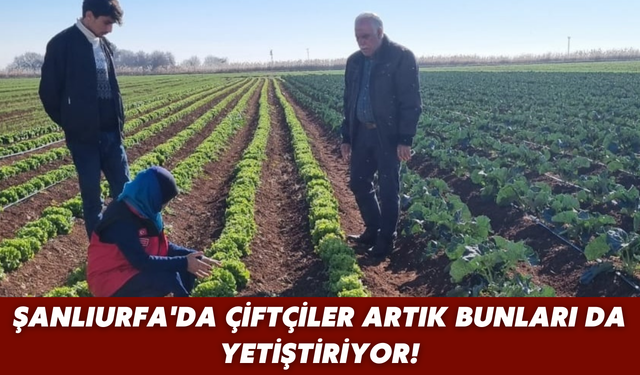 Şanlıurfa'da Çiftçiler Artık Bunları da Yetiştiriyor!