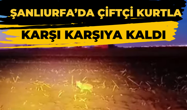 Şanlıurfa’da Çiftçi Kurtla Karşı Karşıya Kaldı