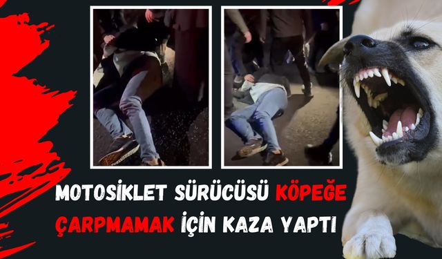 Şanlıurfa’da Köpeğe Çarpmamak İçin Kaza Yaptı