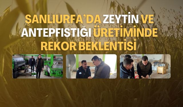 Şanlıurfa’da Zeytin ve Antepfıstığı Üretiminde Rekor Beklentisi