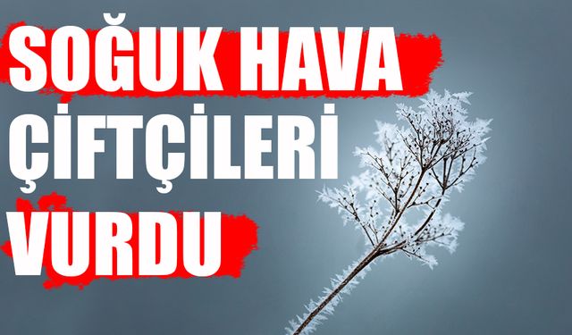 Şanlıurfa Suruç'ta Soğuk Hava Çiftçileri Vurdu