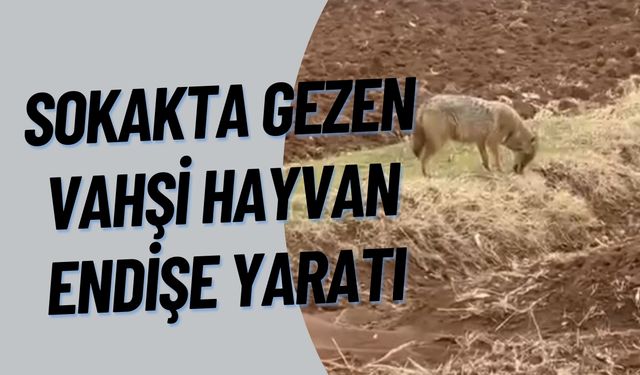 Suruç’ta Sokakta Gezen Vahşi Hayvan Endişe Yaratı