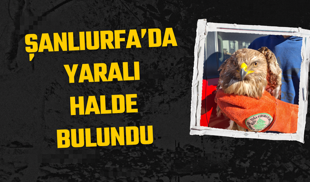 Şanlıurfa’da Yaralı Halde Bulundu!