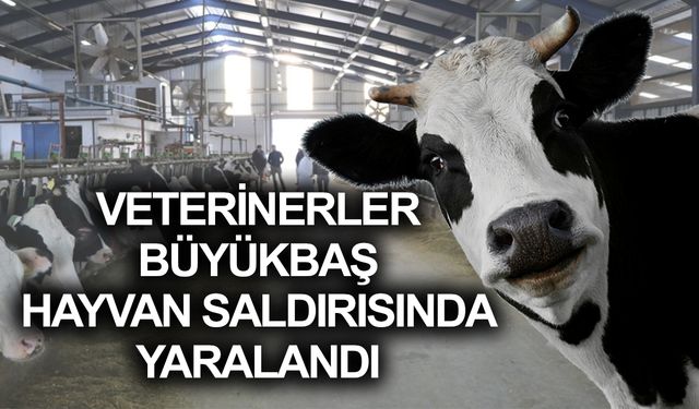 Büyükbaş Hayvan Şanlıurfa’da Veterinerlere Saldırdı