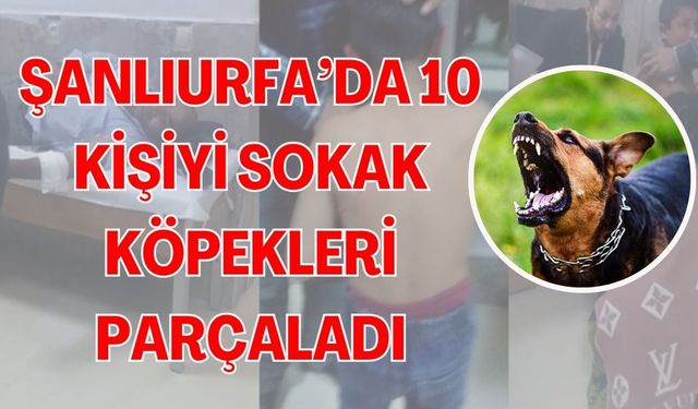 Şanlıurfa’da Başıboş Köpek Saldırısında 10 Kişi Yaralandı!