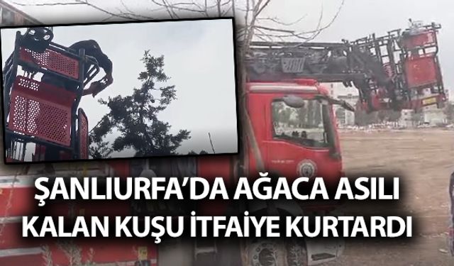 Şanlıurfa’da Ağaca Asılı Kalan Kuşu İtfaiye Kurtardı