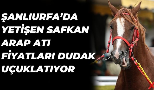 Şanlıurfa’da Yetişen Safkan Arap Atı Fiyatları Dudak Uçuklatıyor