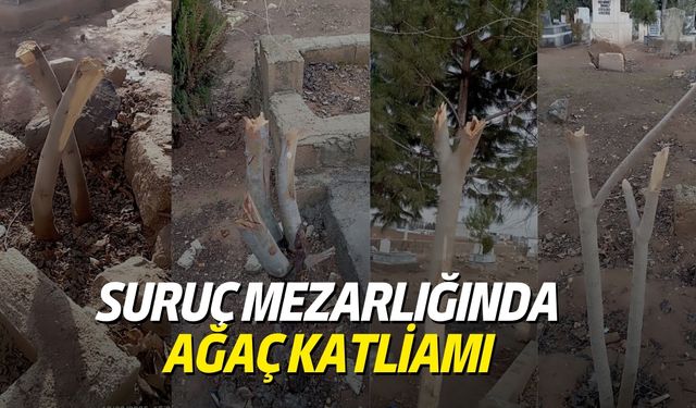 Suruç Mezarlığında Ağaç Katliamı