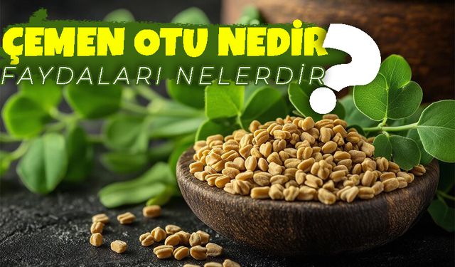 Çemen Otu Nedir? Faydaları Nelerdir?